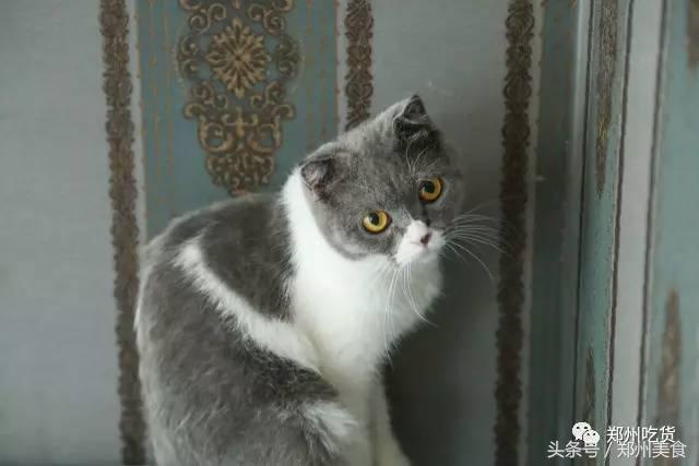 郑州东区萌猫主题披萨小店，铲屎官快来这吸猫了！