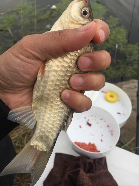 上班绑鱼钩，午休去钓鱼，因为工作耽搁了钓鱼，太不值！