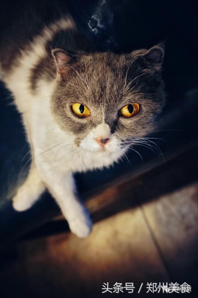 郑州东区萌猫主题披萨小店，铲屎官快来这吸猫了！