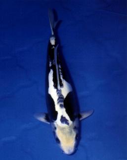 锦鲤鱼怎样挑选品种,锦鲤鱼品种大全大图