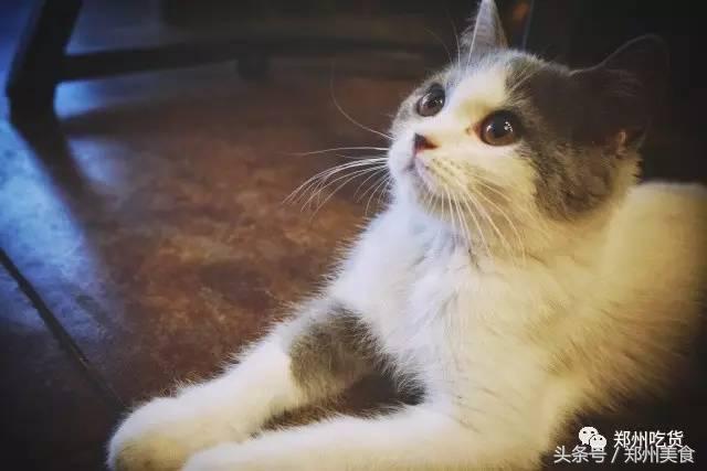 郑州东区萌猫主题披萨小店，铲屎官快来这吸猫了！