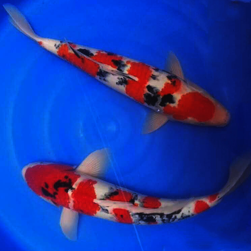 锦鲤鱼怎样挑选品种,锦鲤鱼品种大全大图