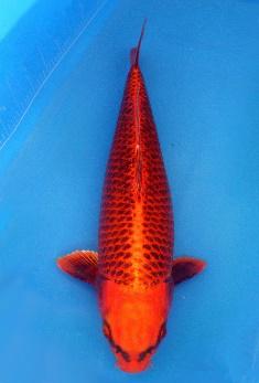 锦鲤鱼怎样挑选品种,锦鲤鱼品种大全大图