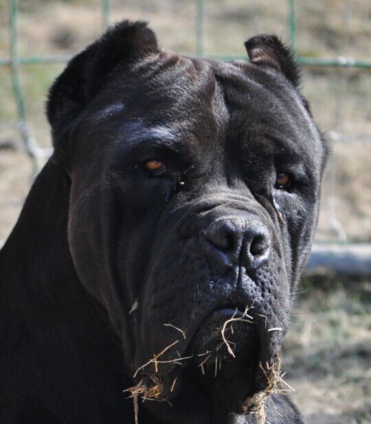 卡斯罗护卫犬和主人生活日常,依恋的培养方法