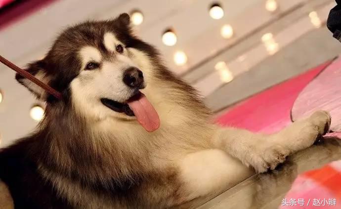 狗狗身上有臭味是什么原因引起,狗狗身上老是有难闻的气味咋办