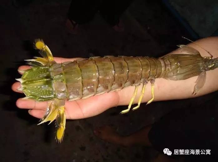 攻略｜老渔民亲传“扒虾秘籍”，皮皮虾我们走！