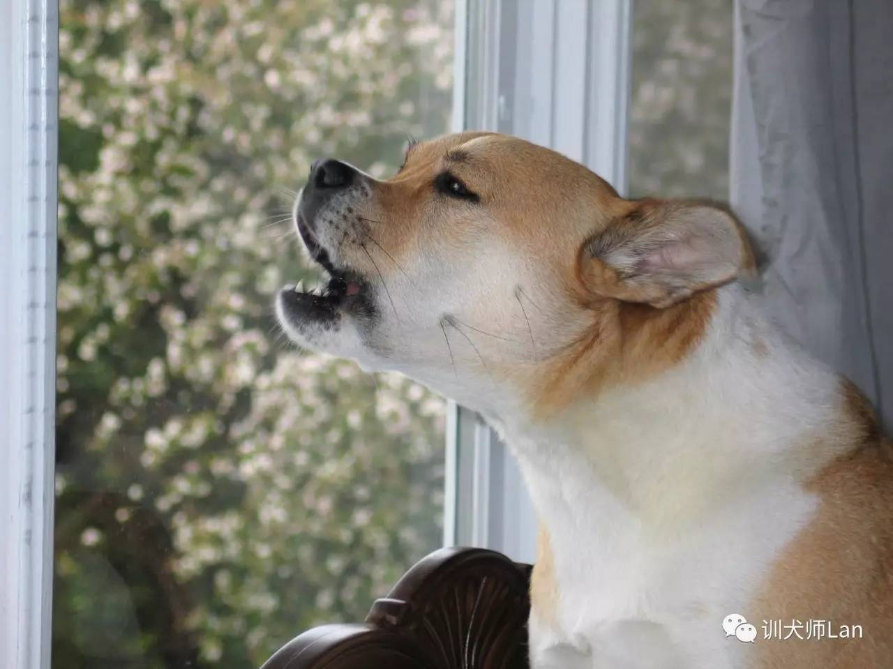 不要吼叫，不要打骂，怎样用非惩罚的方式停止狗狗吠叫？