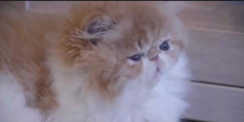 中国最贵的十种宠物猫,最贵的宠物猫有哪些