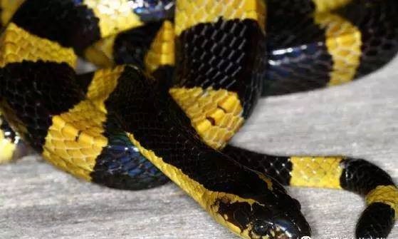 最毒的蛇怕什么,最毒的毒蛇银环蛇