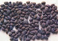 女贞子有啥,女贞子有两种么