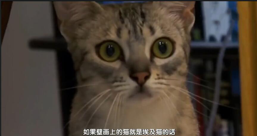 中国最贵的十种宠物猫,最贵的宠物猫有哪些