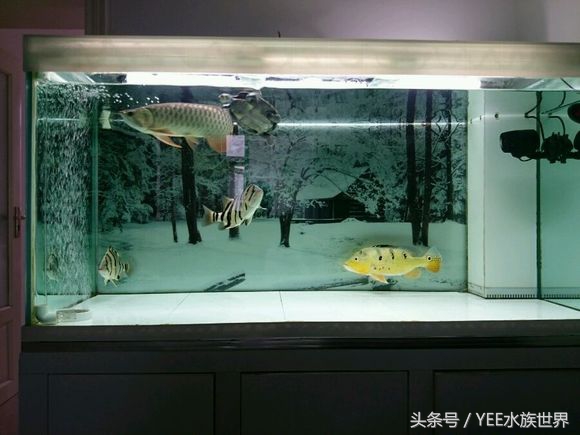 硝化细菌怎么换水最好,鱼缸每次换水都要加硝化细菌吗