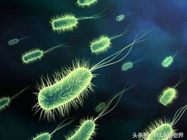 硝化细菌怎么换水最好,鱼缸每次换水都要加硝化细菌吗