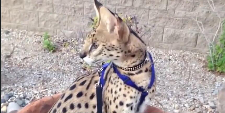 中国最贵的十种宠物猫,最贵的宠物猫有哪些