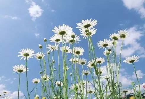 蝶恋花纱帘翻车,蝶恋花碎尸案