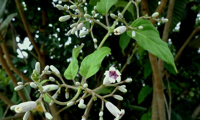 鸡屎藤能祛邪避病,臭鸡屎藤的危害