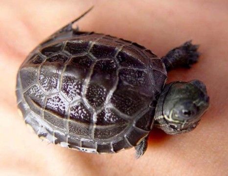 刚出壳的小乌龟怎样养？稚龟饲养注意事项