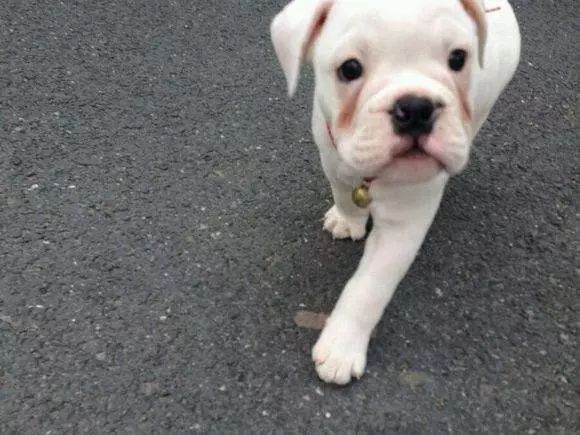 狗狗去泪痕眼药水和口服哪个好用,狗狗通泪腺手术为什么还是有泪痕