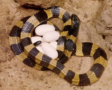 最毒的蛇怕什么,最毒的毒蛇银环蛇