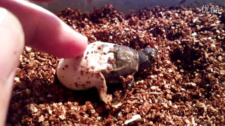 刚出壳的小乌龟怎样养？稚龟饲养注意事项