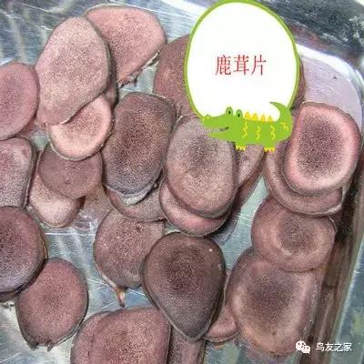 画眉饲料配方制作比例,土画眉饲料配方营养含量