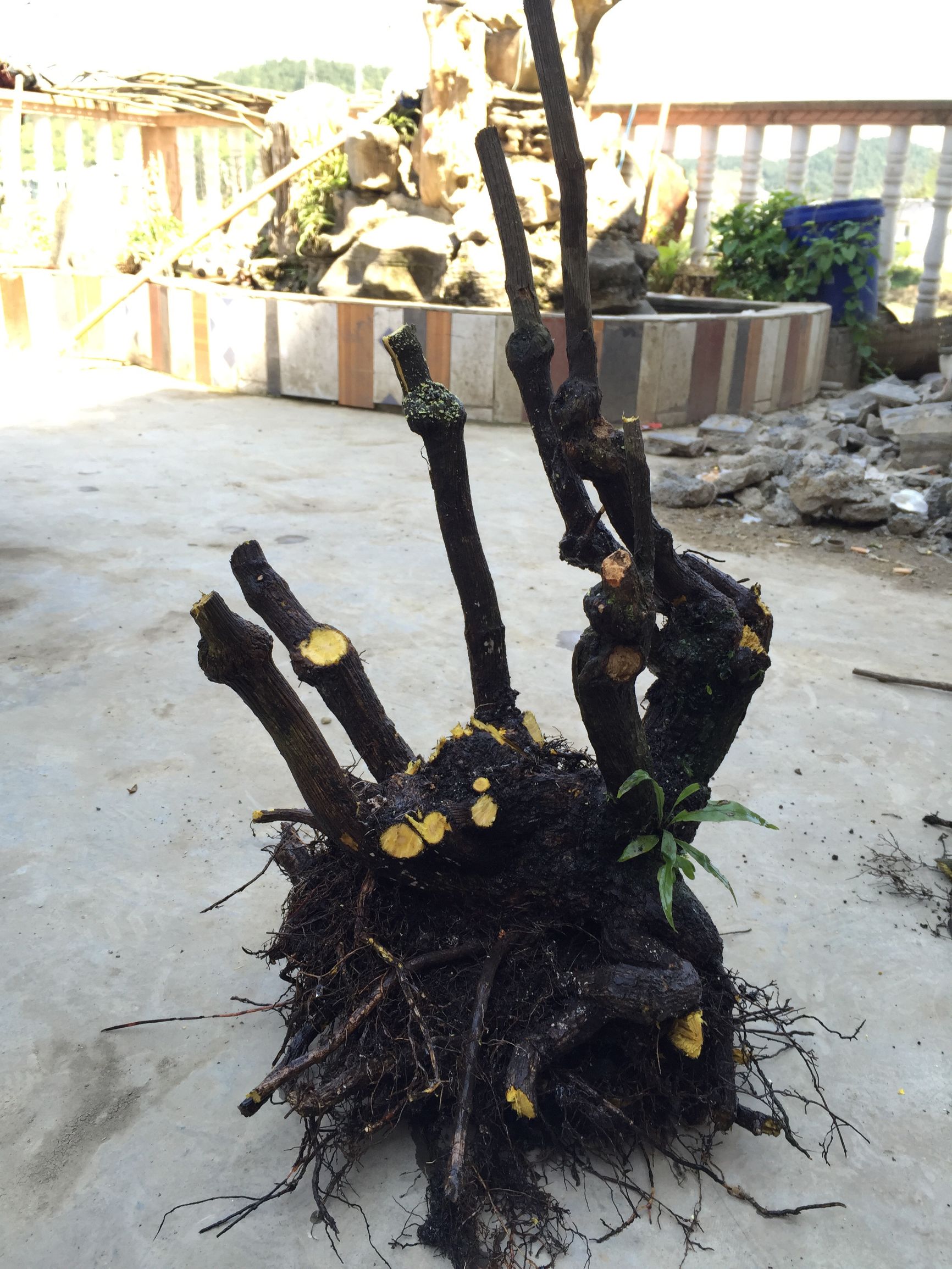 做盆景挖树桩什么时间好,挖树桩什么时候做盆景好