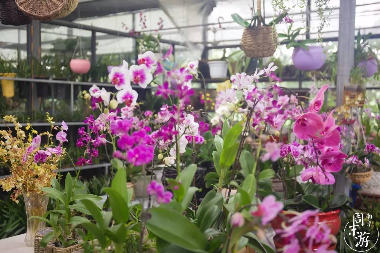 南京花鸟鱼虫市场,逛遍市场