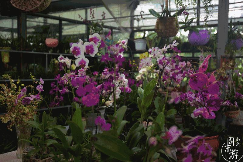 南京花鸟鱼虫市场,逛遍市场