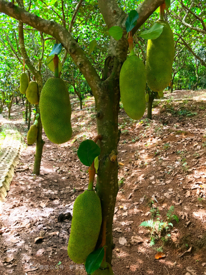 热带雨林里的美食，来这里吃的全是特色！