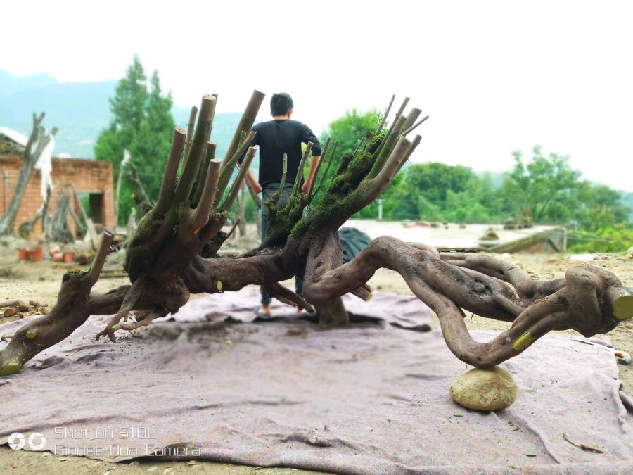 做盆景挖树桩什么时间好,挖树桩什么时候做盆景好