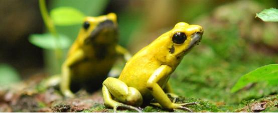 箭毒蛙为什么不会毒死仓鼠,箭毒蛙摸了自己会被毒死吗