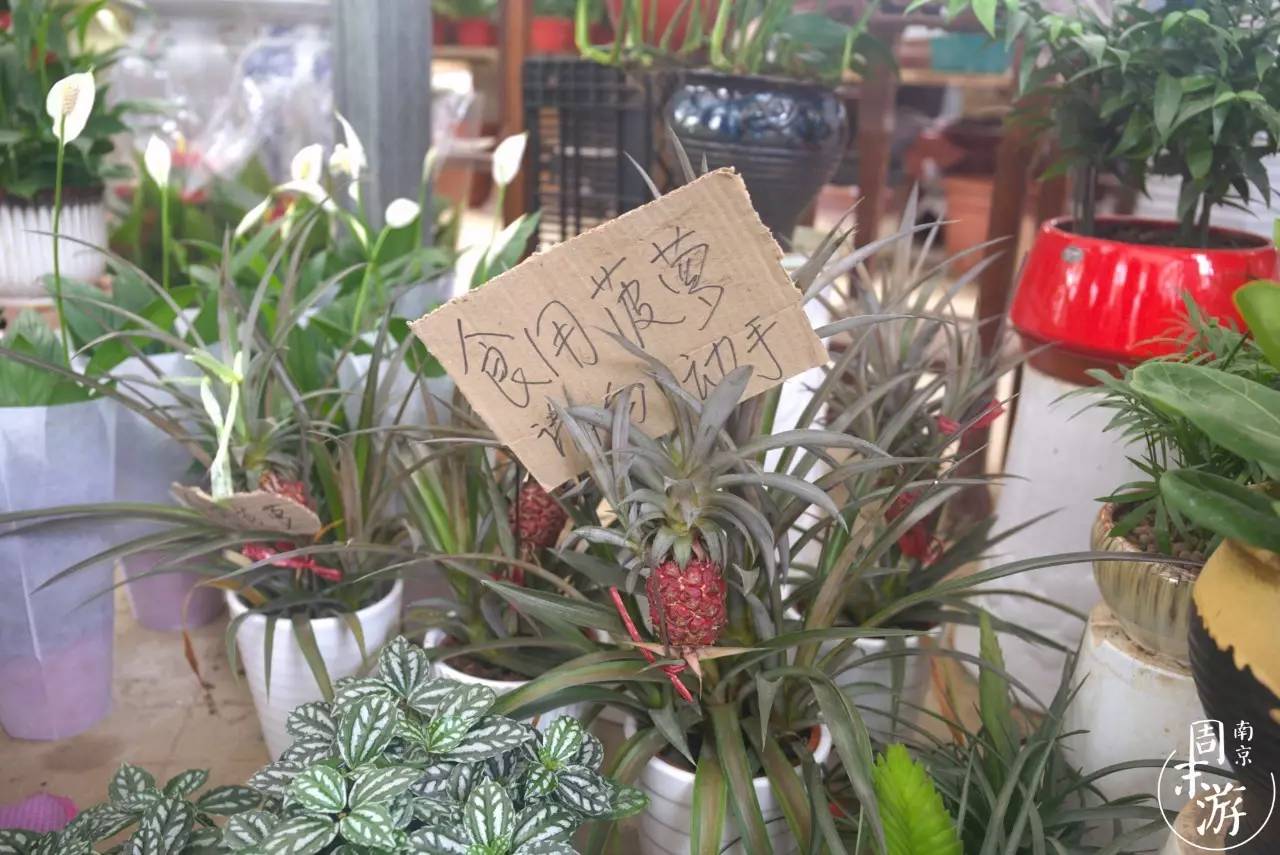 南京花鸟鱼虫市场,逛遍市场