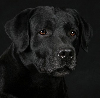 黑狗辟邪的真实例子,黑狗牙辟邪的故事