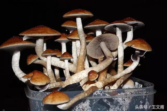 这些食品吃了竟使人昏迷猝死？食品变成*品毒**