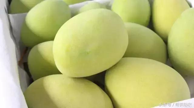 这个教师节，我要送芒果界的“巨无霸”