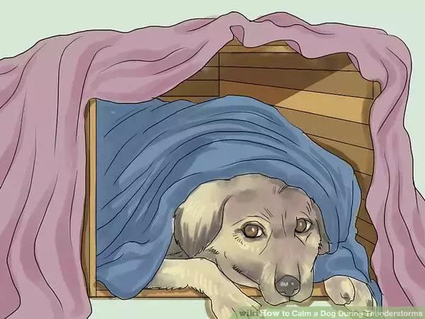狗狗怕打雷怎么处理,怎样能克服狗狗怕打雷呢