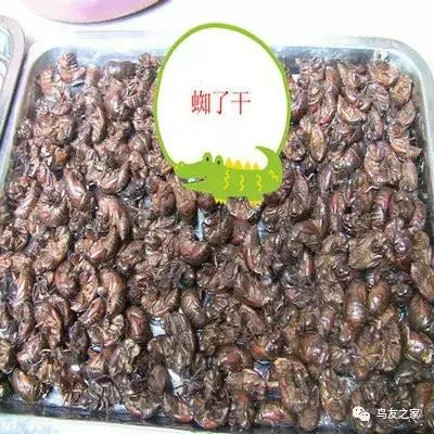 画眉饲料配方制作比例,土画眉饲料配方营养含量