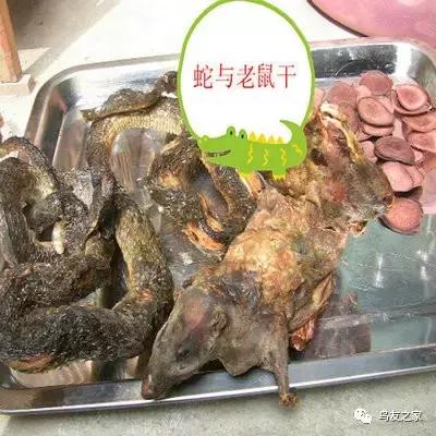 画眉饲料配方制作比例,土画眉饲料配方营养含量