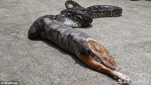 蟒蛇吃猫咪的腿,巨大蟒蛇和猫