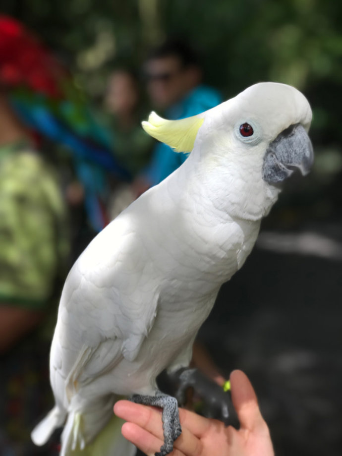 热带雨林里的美食，来这里吃的全是特色！