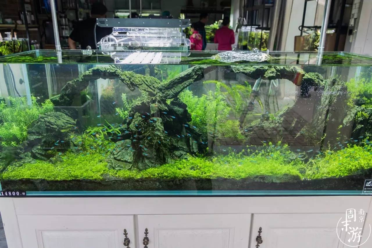 南京花鸟鱼虫市场,逛遍市场