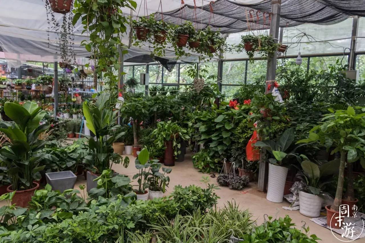 南京花鸟鱼虫市场,逛遍市场