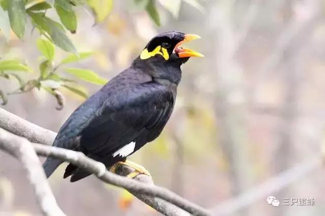 动物园鸟类科普讲解,动物园动物的常见病