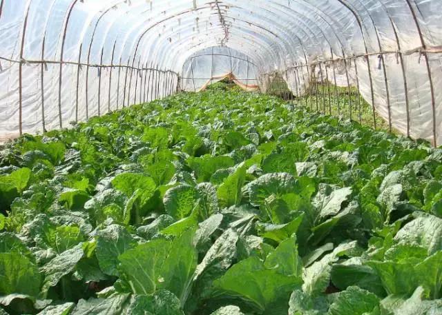 高邑未来10年规划,高邑公告