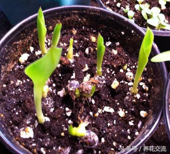 彩色马蹄莲适合在室内养吗,马蹄莲适合在室内养吗