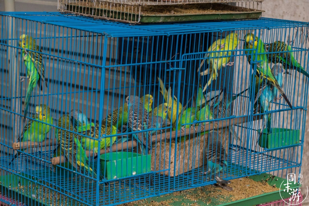 南京花鸟鱼虫市场,逛遍市场