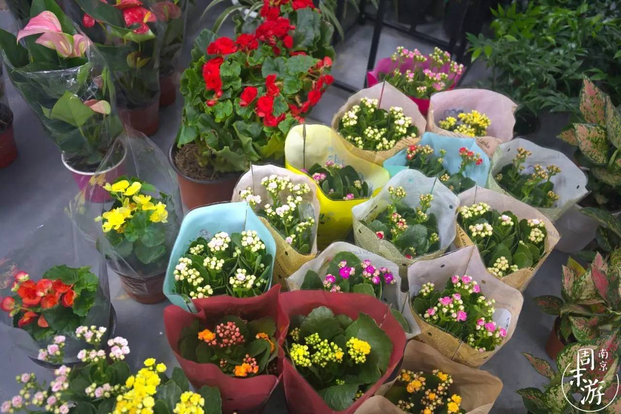 南京花鸟鱼虫市场,逛遍市场