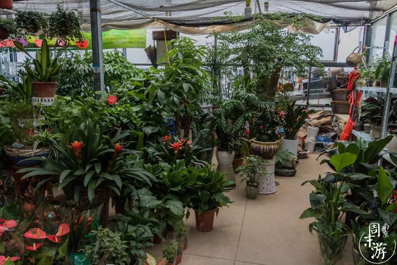 南京花鸟鱼虫市场,逛遍市场