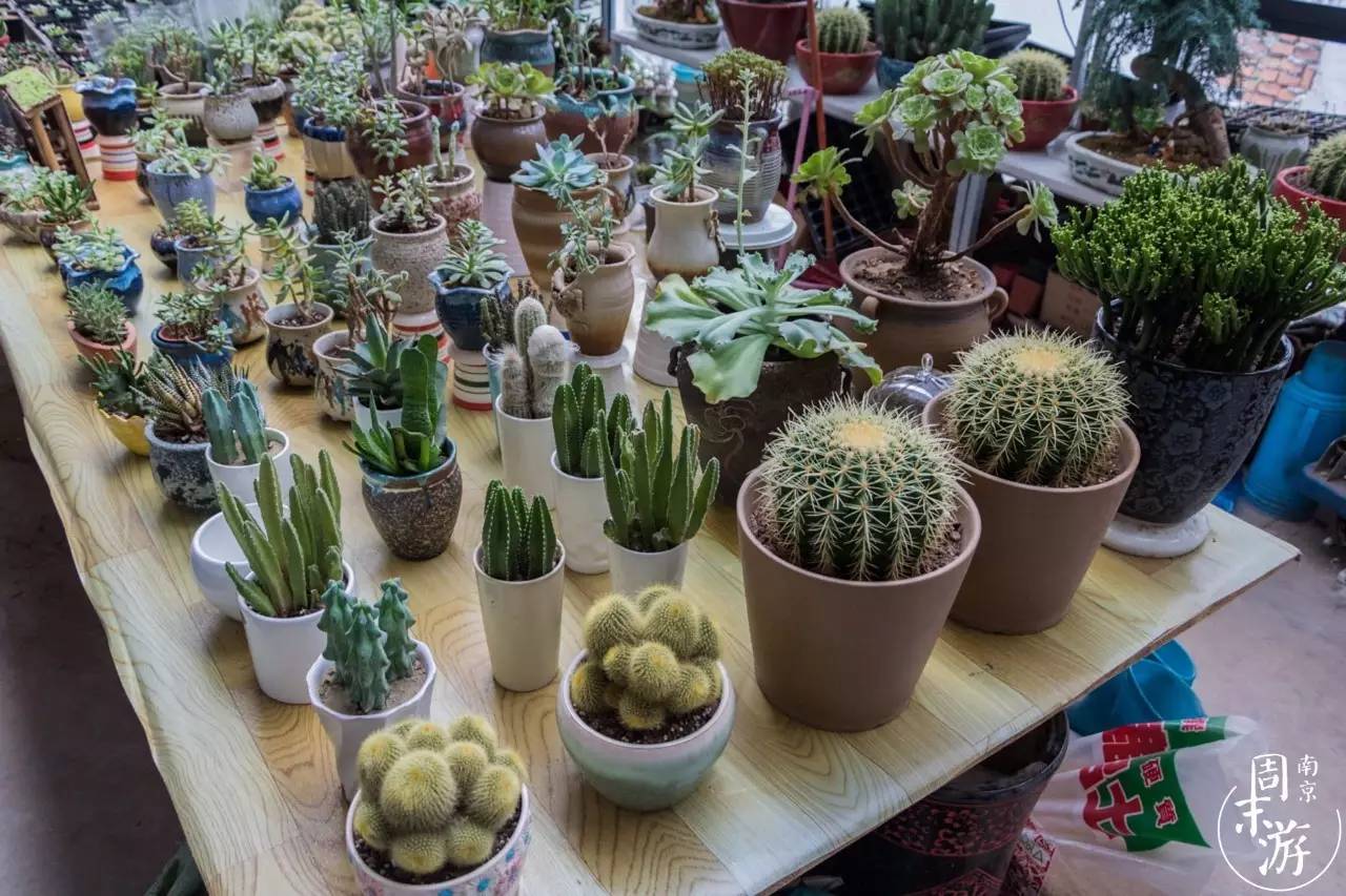 南京花鸟鱼虫市场,逛遍市场
