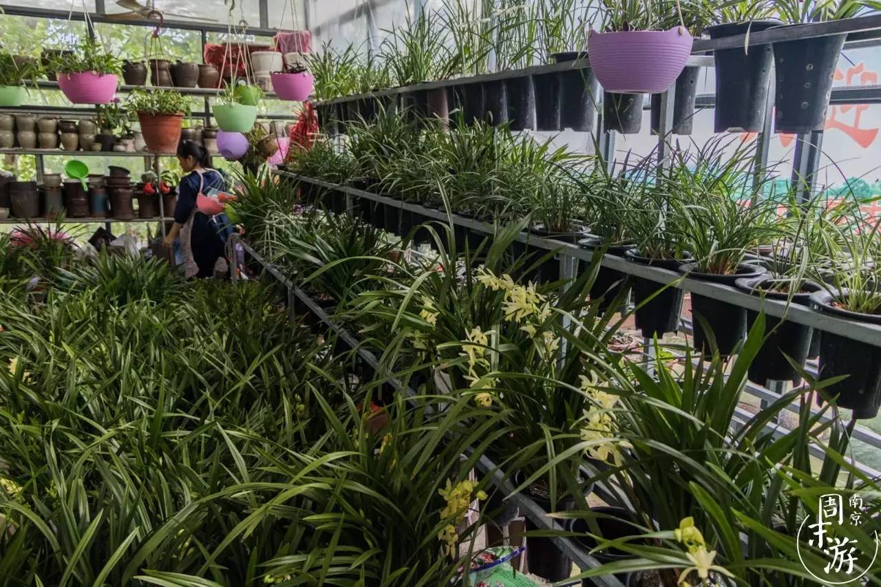 南京花鸟鱼虫市场,逛遍市场